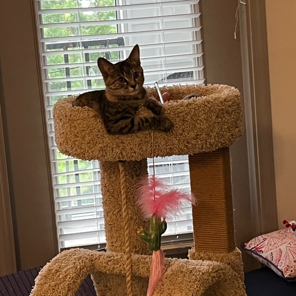 Meet your Posher, Rebecca - Picture 5 of 9